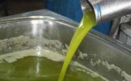 عنابة:  مردودية إنتاج الزيتون هذا الموسم أحسن من السنة الماضية