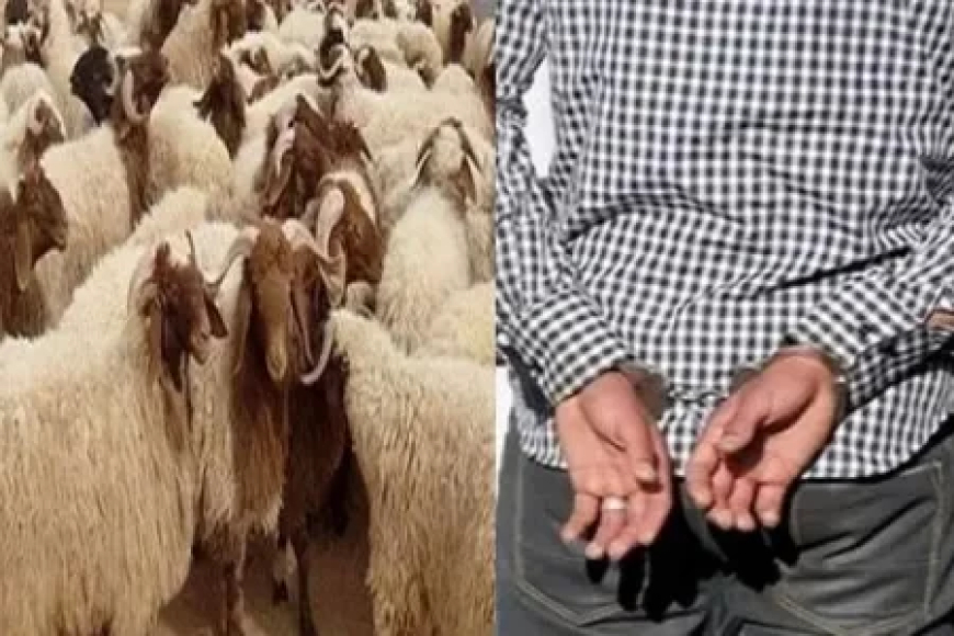 الإطاحة بعصابة مختصة في سرقة المواشي وتوقيف أربعة أشخاص بأولاد رابح بجيجل  