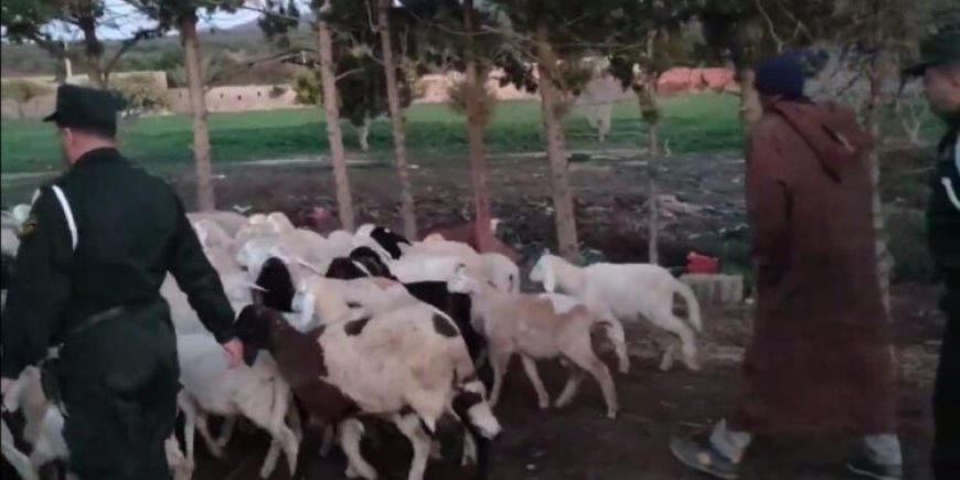 تبسة: الدرك الوطني ببكارية يسترجع 73 رأس غنم مسروقة ويوقف 5 أشخاص