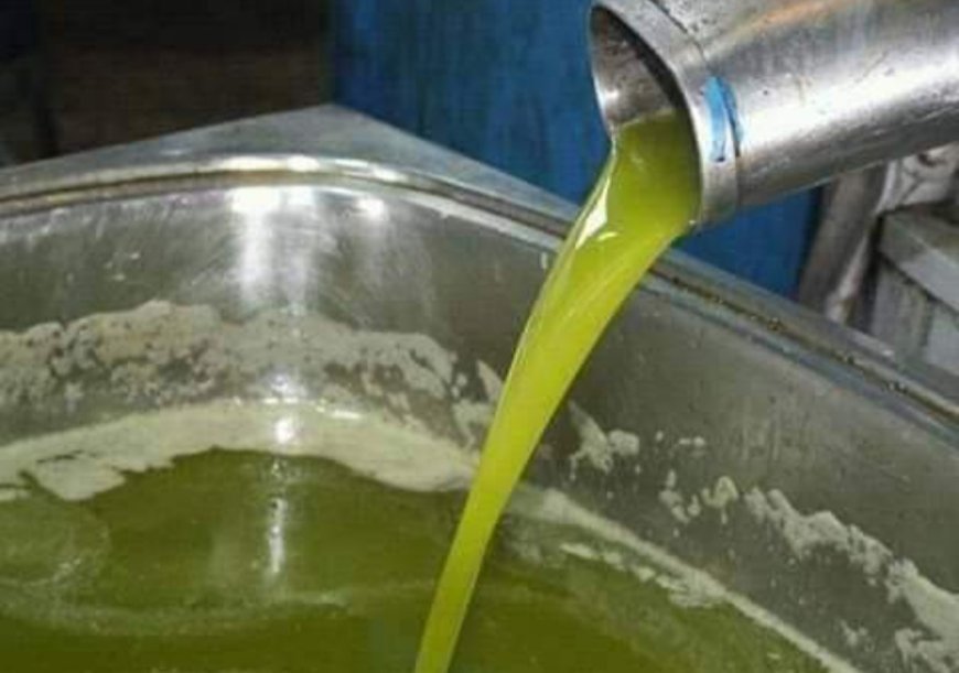 عنابة:  مردودية إنتاج الزيتون هذا الموسم أحسن من السنة الماضية