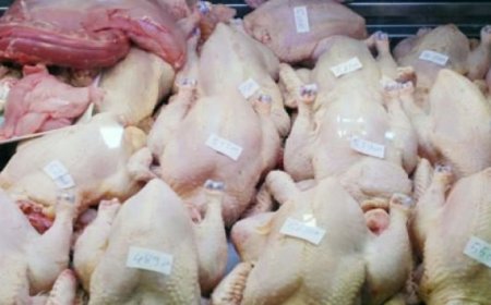 تراجع أسعار الدجاج باسواق عنابة 