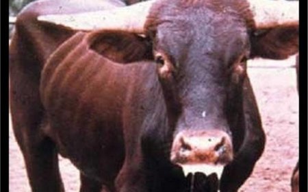 المصالح البيطرية بجيجل تدق ناقوس الخطر وتوجه تعليمات صارمة للمربين  