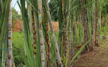 مشروع جزائري-إيطالي لزراعة قصب السكر والحبوب على مساحة 50 ألف هكتار في المنيعة