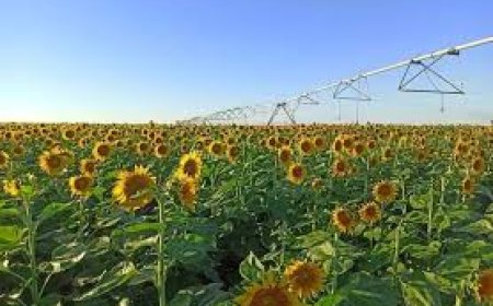  هذه هي الخطوات التي يجب أن يتبعها الفلاحين الراغبين في زراعة دوار الشمس بعنابة    