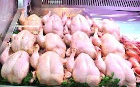 انخفاض اسعار الدجاج باسواق عنابة