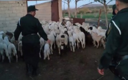 استرجاع 20 رأسا من الماشية في فسديس بباتنة