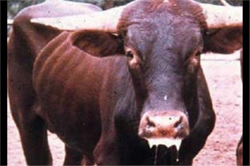 المصالح البيطرية بجيجل تدق ناقوس الخطر وتوجه تعليمات صارمة للمربين  