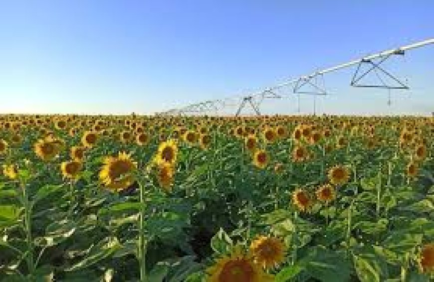  هذه هي الخطوات التي يجب أن يتبعها الفلاحين الراغبين في زراعة دوار الشمس بعنابة    