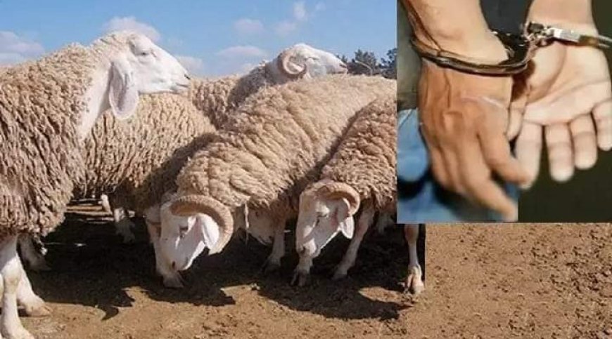 القبض على عصابة المواشي بسيدي مزغيش بسكيكدة