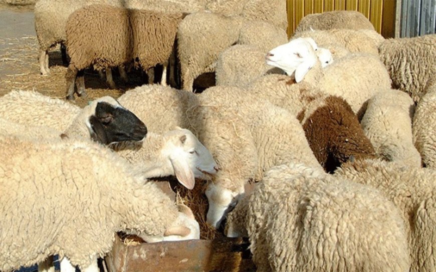   عنابة:  منع المربين من إقتناء رؤوس الماشية من الأسواق العشوائية