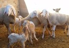 تواصل عملية توزيع أضاحي العيد على نقاط البيع بجيجل  