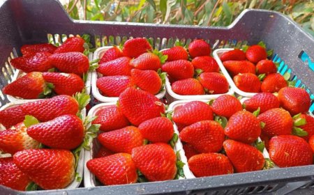 فلاحو شعبة الفراولة بجيجل يتكبدون خسائر معتبرة بسبب نوعية الشتلات المحلية  