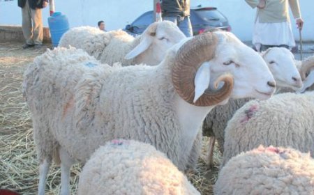 الشروع في تسجيل الموظفين الراغبين في اقتناء أضحية العيد بباتنة