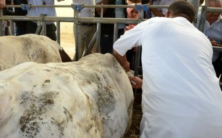 حملات مراقبة مشددة من طرف البياطرة على اسطبلات تربية الاغنام والابقار بعنابة