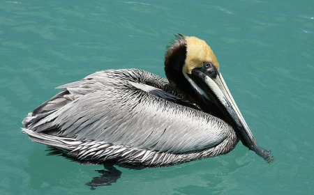 رصد لأول مرة طائر البجع الرمادي بسد حمام قروز بوادي العثمانية في ميلة