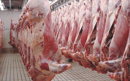 عنابة: ألفيار" تضع برنامج لإستيراد 2000 رأس من الغنم والأبقار لتزويد الأسواق  باللحوم في رمضان