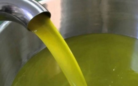 توقع جمع 5 ملايين لتر من زيت الزيتون بولاية تيزي وزو