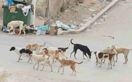 قوافل الكلاب الضالة تجتاح احياء المدينة الجديدة دراع الريش