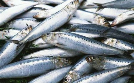 السردين ب2000دينار باسواق عنابة