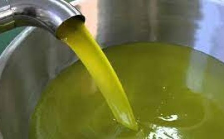 تيزي وزو تحتضن مهرجان شجرة الزيتون