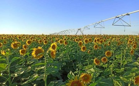 استفادة ولاية المسيلة 150 هكتار من زراعة نبات عباد الشمس