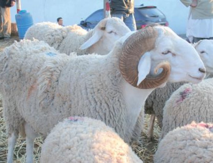 تزامنا مع وصول أول باخرة للأغنام المستوردة :  غياب الموالين والعوادة يلهبون الاسعار بسوق القنطرة بعنابة 