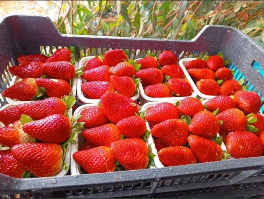 تحقيق نتائج باهرة في إنتاج شتلات الفراولة المحلية بجيجل  