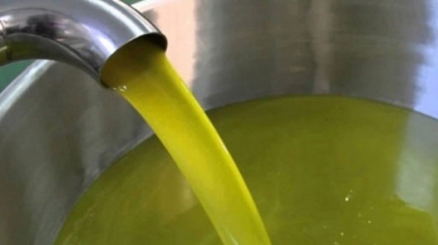 توقع جمع 5 ملايين لتر من زيت الزيتون بولاية تيزي وزو