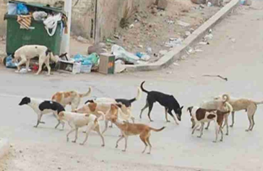 انتشار مقلق للكلاب والقطط المتشردة بحي حمللة 3 بباتنة .