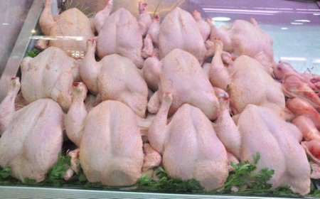 'صاربا' تضخ دجاج محلي مجمد بأسعار مسقفة 