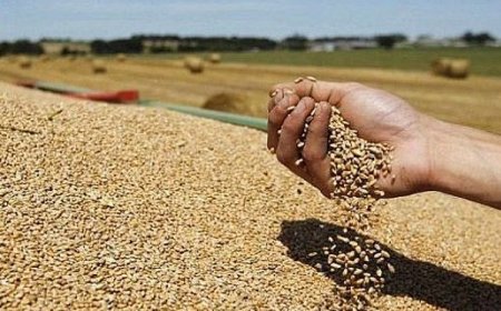 قالمة: موسم استثنائي وإنتاج الحبوب يتخطى مليوني قنطار