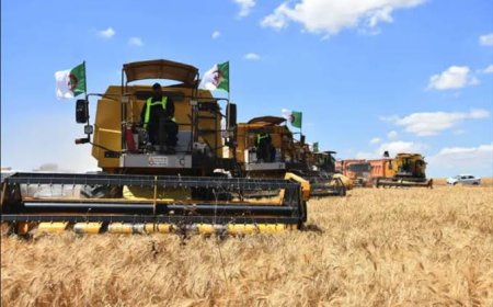 بيانات 'USDA' ترصد قفزة بـ 7% لقمح الجزائر 