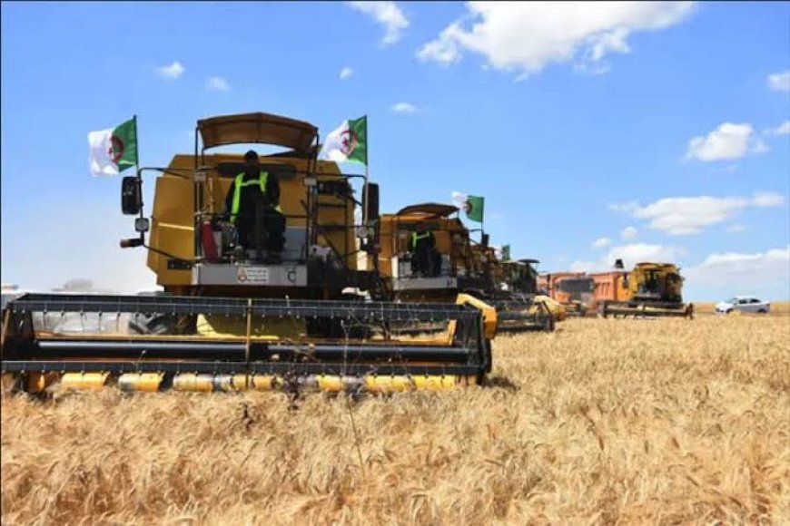 بيانات 'USDA' ترصد قفزة بـ 7% لقمح الجزائر 