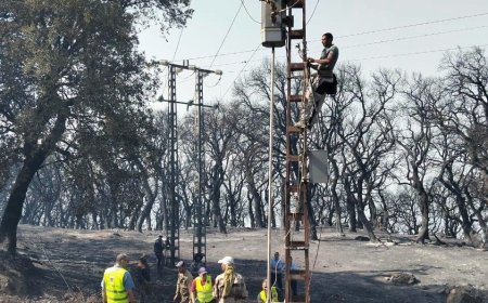 سونلغاز سكيكدة تصلح أكثر من 35 كلم من الشبكة الكهربائية المتضررة جراء الحرائق