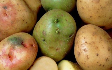 منظمة "حمايتك" تحذر من تناول البطاطا ذات البقع الخضراء والبراعم   