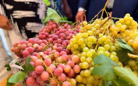 مشاركة أزيد من 50 منتجا في المعرض الوطني للعنب