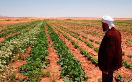 أم الشمل بالمسيلة:  160 مستفيدًا ينتظرون استكمال توزيع محيط الامتياز الفلاحي