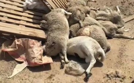 نفوق العشرات من المواشي بسبب قلة الغذاء ومضاعفات الحرائق بجيجل