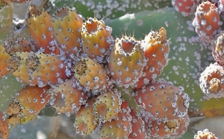 تسجيل بؤر للحشرة القرمزية الضارة بالتين الشوكي بباتنة 