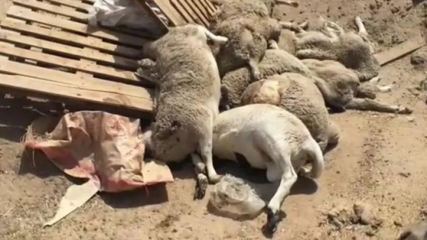 نفوق العشرات من المواشي بسبب قلة الغذاء ومضاعفات الحرائق بجيجل