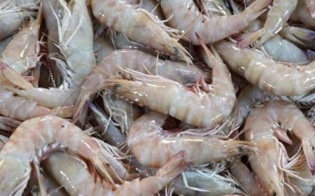 من الجمبري في الصحراء إلى بذور البطاطا.. كوريا الجنوبية توسّع رهاناتها الاستثمارية في الجزائر
