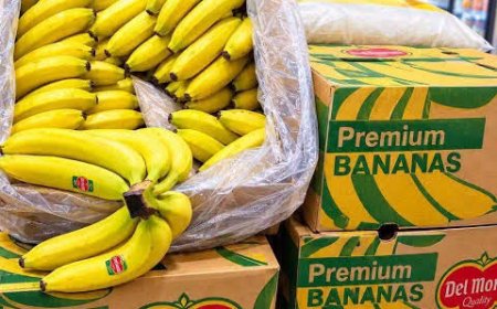 عنابة: 110 قناطير من الموز لتعزيز تموين الأسواق المحلية