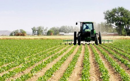 تسخير 78 شباكا موحدا لتسهيل دعم الفلاحين بالبذور والتمويل