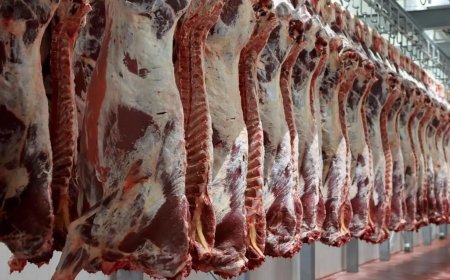 تمديد تطبيق الإعفاءات من الرسوم المتعلقة باستيراد اللحوم والمواشي الموجهة منها للذبح