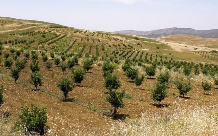 سكيكدة تحتضن أول ملتقى وطني للفلاحة الجبلية والاقتصاد الريفي
