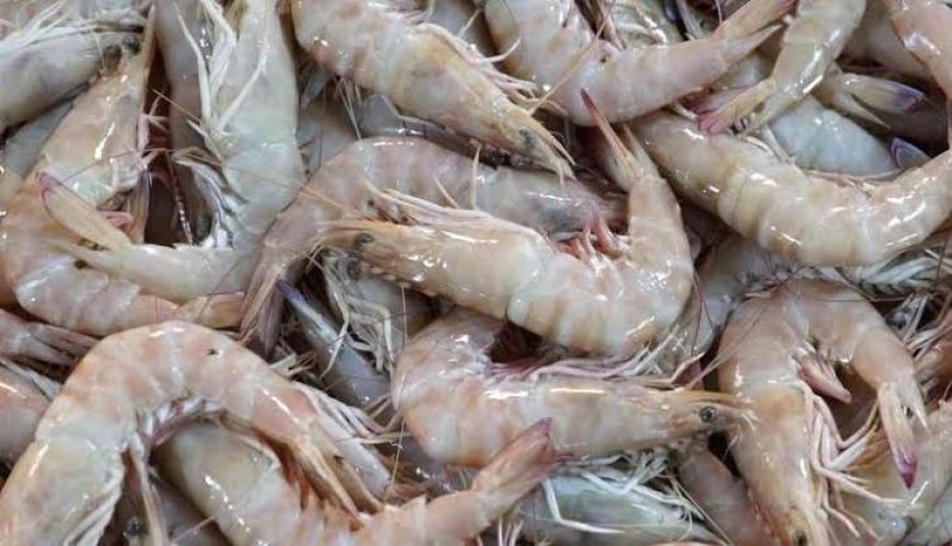 من الجمبري في الصحراء إلى بذور البطاطا.. كوريا الجنوبية توسّع رهاناتها الاستثمارية في الجزائر